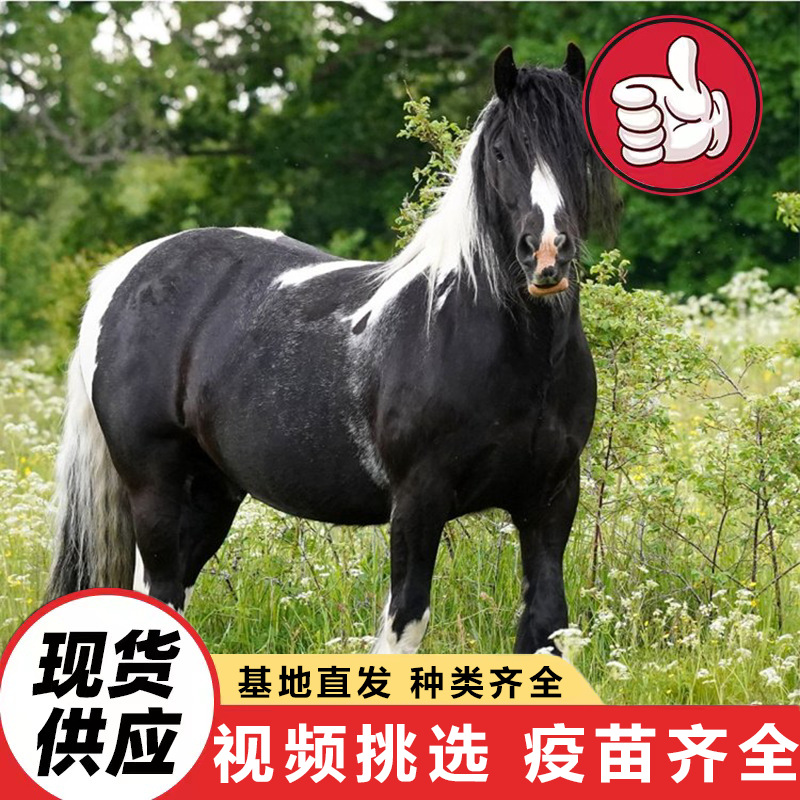 公园景区儿童骑乘矮脚马活体 出售国产迷你宠物马活体 未成年矮马