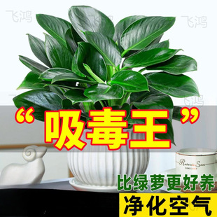 �������ֲ���K��荾G�}�jˮ����~�Gֲ�����k���҃ȑ��˺��B����