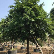 ���~�� �е����ֲ��С�~�� �Ř�������l