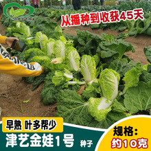 ��ڽ���1̖�ײ˷N������45���r��С�ײ��Ϝ������̰ײ���