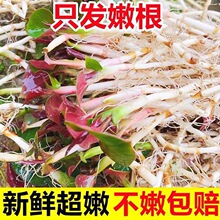 �~�Ȳ��۶���5�����r��ѿ��������F���خa�����Ĵ������Ұ��