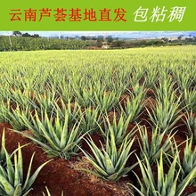 �������J�C���ԾGֲ����Ժ���w���þGֲ�����J�C������ʳ���~Ƭ