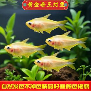 �S������~���~�Ꭷ�^�p�~�ݸ�Ⱥ�κ��B�ͻ�����~���w����ɫ
