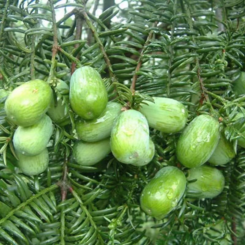 Привитые саженцы Torreya Grandis Посадка Юга и севера Морозостойкие фруктовые деревья Горшечные садовые озеленительные растения Привитые саженцы мужских деревьев Torreya grandis