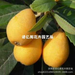 ��Ʒ�N��������˘������Ե���ͥԺ�ϱ����Nֲ�޽ӹ�����������