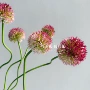 搭建景观爆款小红书
