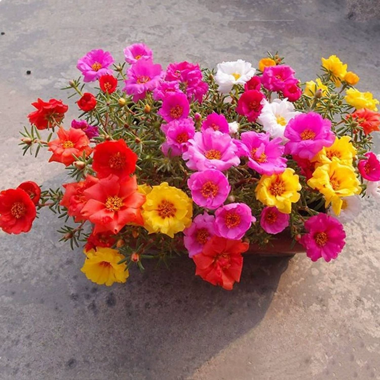 Многолетние почвопокровные многоразовые цветочные семена для горшков: семена подсолнечника и вербены