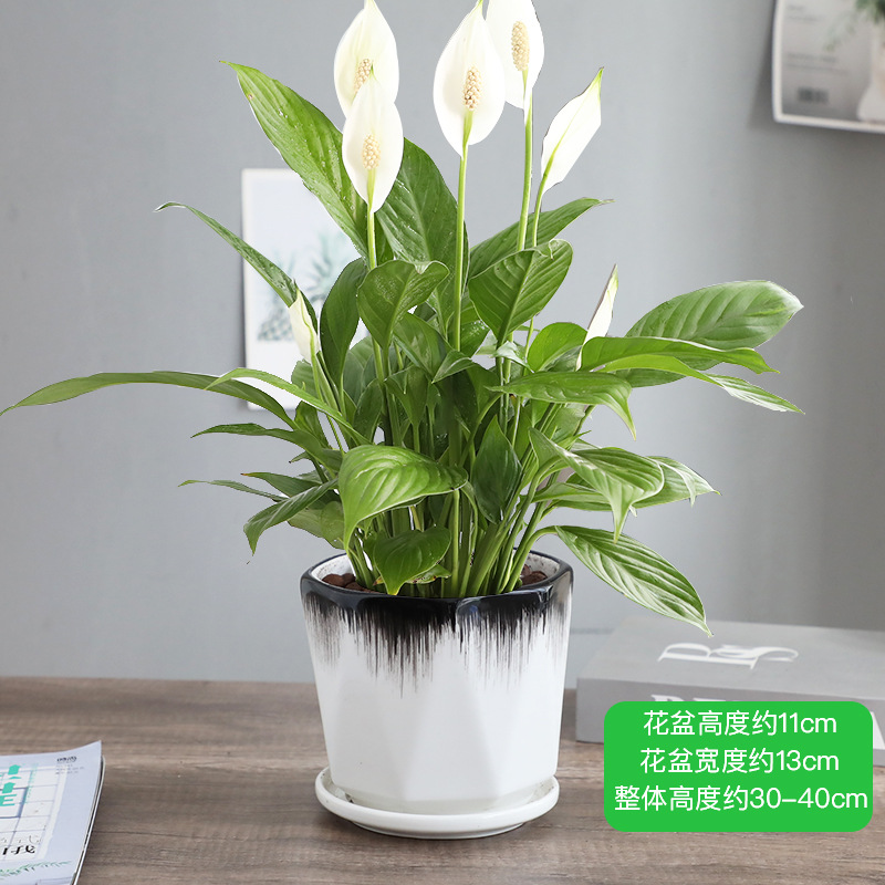 특급 부드러운 항해 흰색 팜 + 밝은 잉크 세라믹 분지