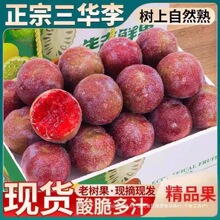 新鲜三华李应当季新鲜酸甜脆大果李子孕妇水果整箱包邮三月李子