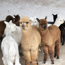 观赏宠物羊驼收购 羊驼养殖场 租赁羊驼活体 羊驼活动展览价格