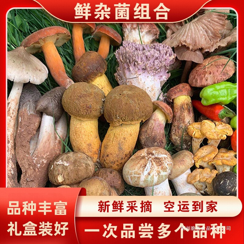 现货新鲜野生菌组合蘑菇2斤松茸羊肚牛肝云南山珍见手青鸡枞菌子