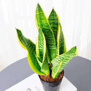 ��߅��Ƥ�m�·�����ȩ����ֲ���ݗ���҃Ȼ��ܾGֲ���Ը߰���β�m