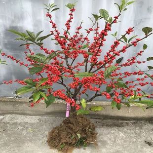 North American Winter Youth Evening Flower Seedlings Acacia Bean Garden Flower Potted Ground Planting Red Fruit Holly Bonsai Cold-Resistant