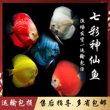 七彩神仙魚精品魚苗觀賞魚熱帶魚活魚寵物魚鴿子赤瞳黃金-厘米
