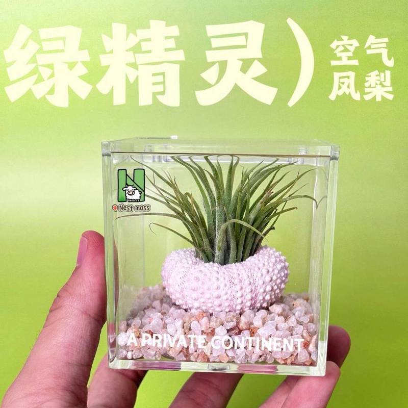 エアパイナップルウニの殻パッケージ怠惰な無土壌植物屋内デスクトップオフィス新しいクリエイティブミニグリーン植物|undefined