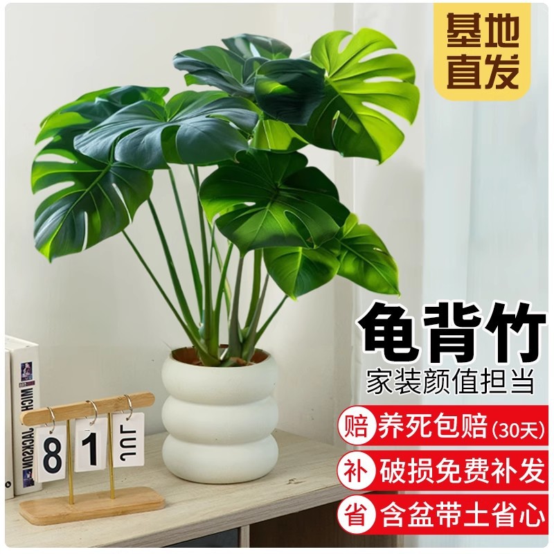 Monstera Green Plant Potted Indoor Foliage Plant Living Room Office Four-Season Shade-Tolerant Flower Green Plant Easy to Maintain