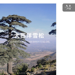 大西洋雪松精油 (cedaratlas) モロッコ産地は輸入片方精油を供給している
