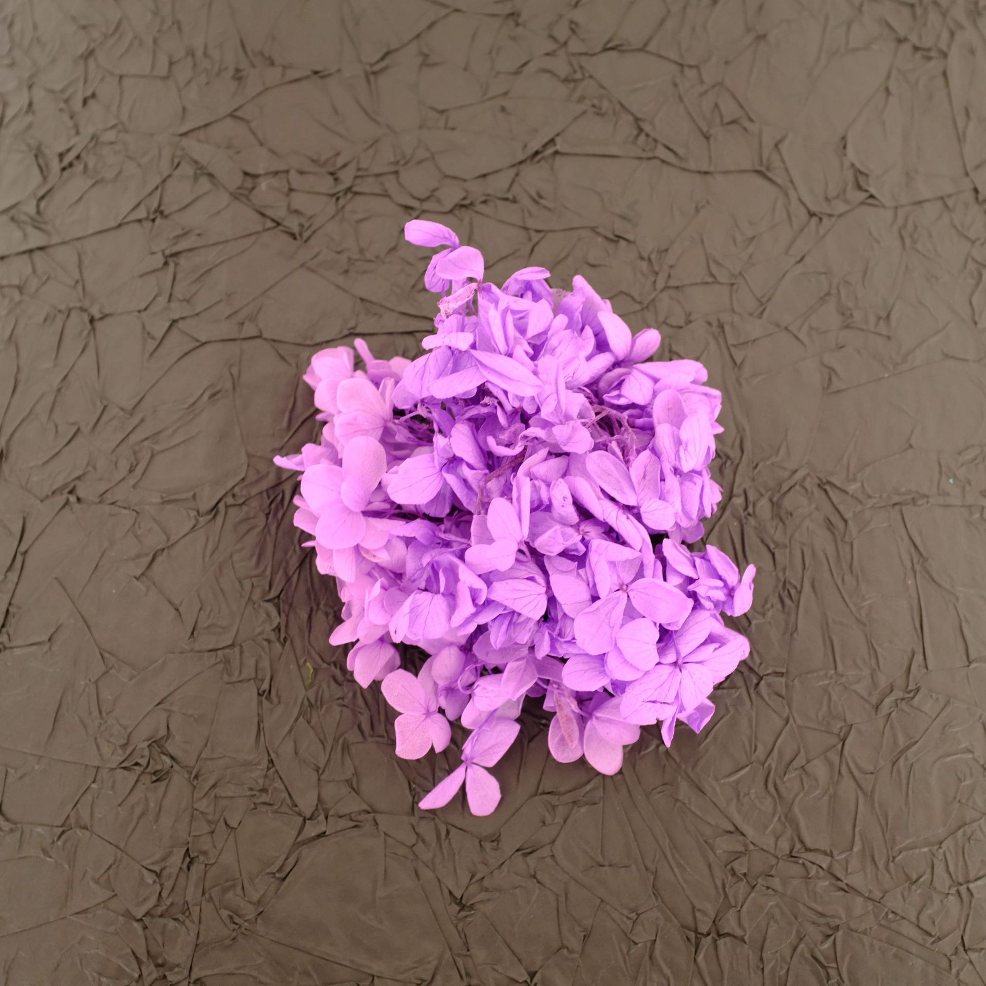 Hortensia 'Hydrangée en Bois' - Violet / 5G en boîte