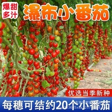 瀑布小番茄種子種籽聖女果櫻桃西紅柿種子四季盆栽蔬菜種子番茄種