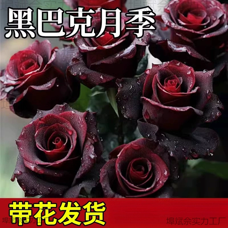 Саженцы черной розы, саженцы роз, цветущие в любое время года с бутонами, старые саженцы в горшках, семена цветов и цветы.