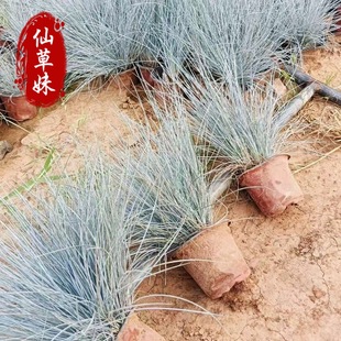 Blue Fescue Cup Seedlings Qingzhou Flower Base Ornamental Grass Blue Fescue Potted Flower Cup Seedlings Wholesale