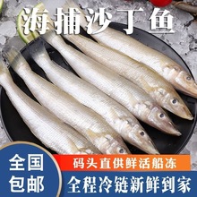 新鲜野生沙丁鱼鲜鱼冷冻沙尖鱼真空速冻冰鲜沙钻鱼小船野生海鲜
