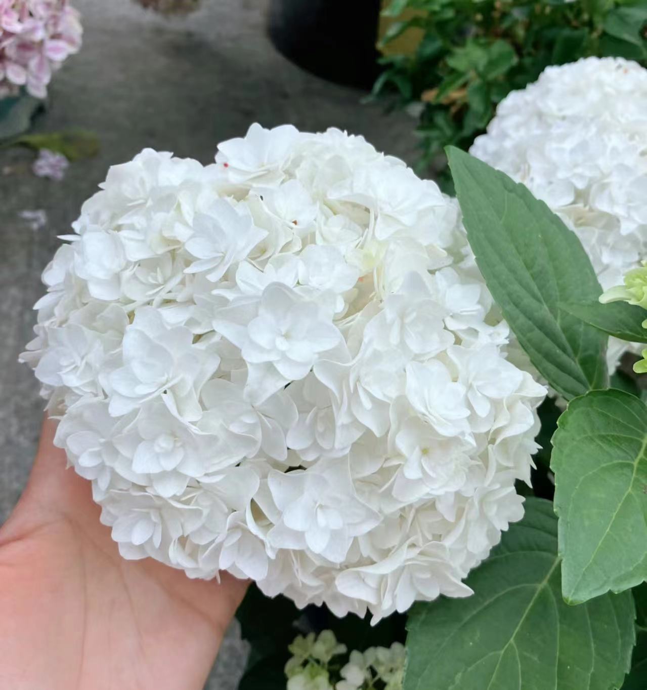 인기상품(애니공주) 2갤런 - 높이 - 40~60cm 79.9엔 세면대 포함