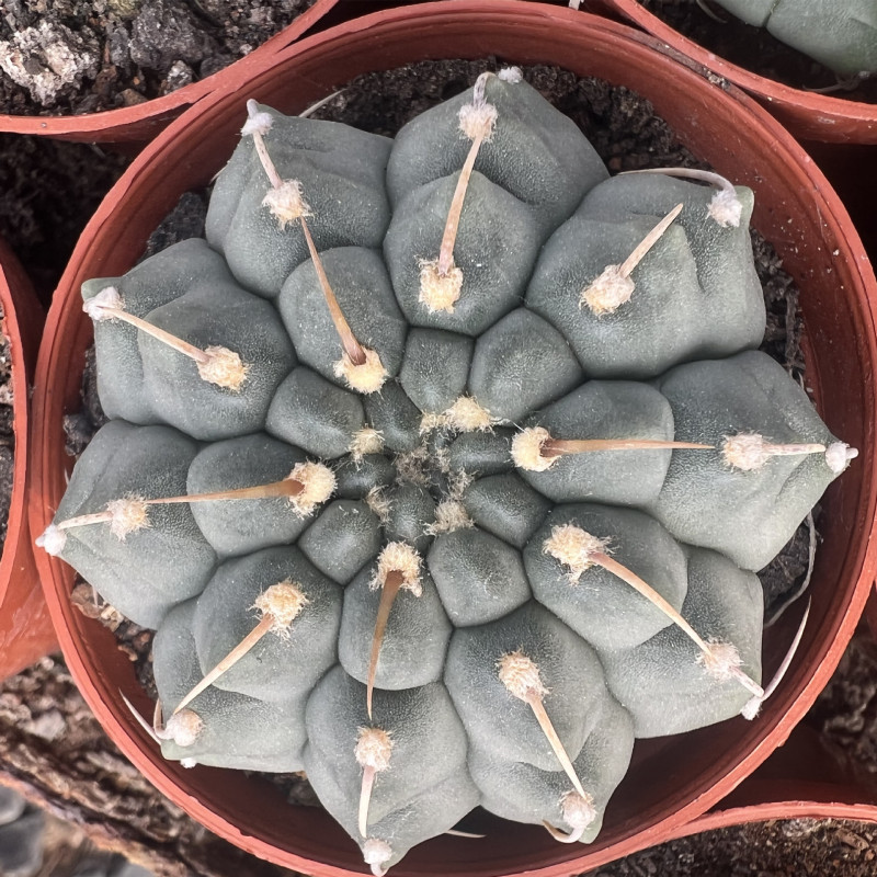 大仙人球コレクション、鉢植えの開花仙人掌、多肉植物、星兜瑞昌玉、玉龍鳳玉、玉翁|undefined