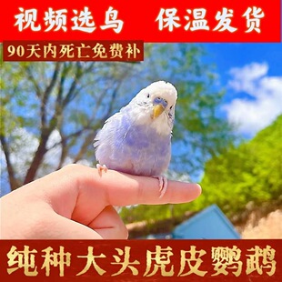 �����B���B���^��Ƥ�W�^�fԒС�ͻ��B���B��ֳ����H�ˌ���С�B