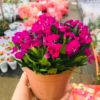 Wholesale various flowers potted courtyards office desktop viewing flowers green plantation orchid chrysanthemum hydrangea lavender plants