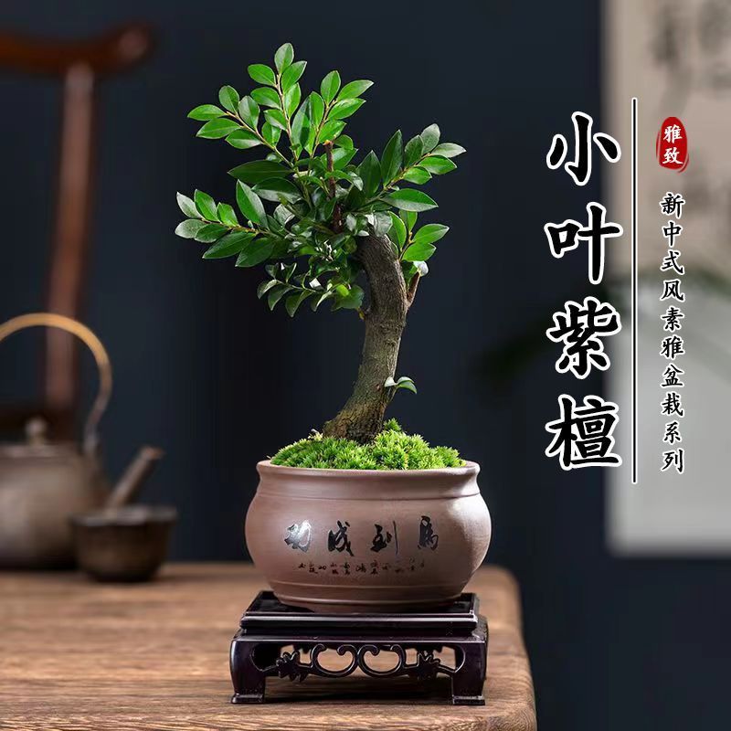 小叶紫檀盆景树桩植物老桩盆栽黑骨茶客厅桌面室内绿植父亲节礼物