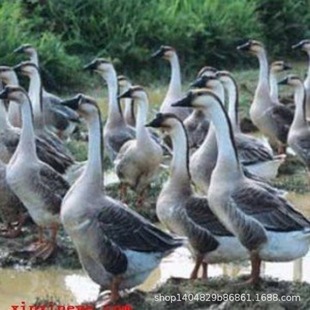 ���N�{�^�Z���l�r��{�^�ZÓ��������������ڪ{�^�Z���w���̷N��