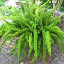 狐尾天门冬盆栽庭院花园花镜植物室内阳台观叶绿植四季常青多年生