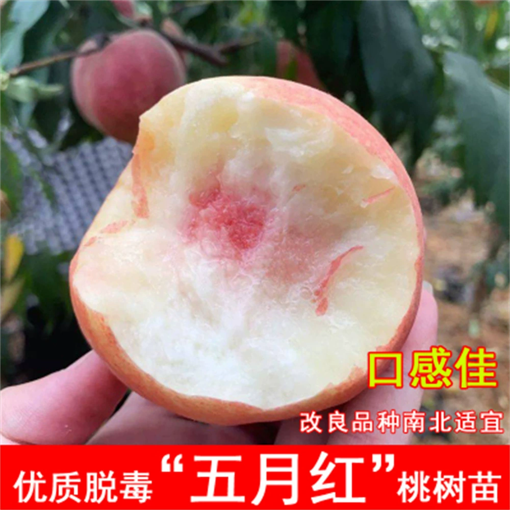 Привитая Чжунхуа № 2 Зимняя рассада персика Позднеспелая Рассада сладкого персика в горшке Север-Юг Итоги посадки года