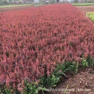 红叶小檗苗紫叶小波苗别墅庭院绿篱色块植物耐寒行道工程绿化苗木