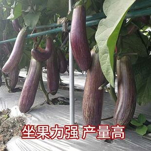 ��z���ӷN�������ϼt�Gɫ���ӷN���L���ϼt�۾G�AͲ���ѷN��
