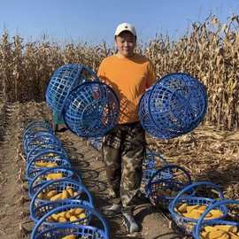 特大号塑料土篮子农用东北装玉米土豆土篮子圆形水果筐子螃垒德株