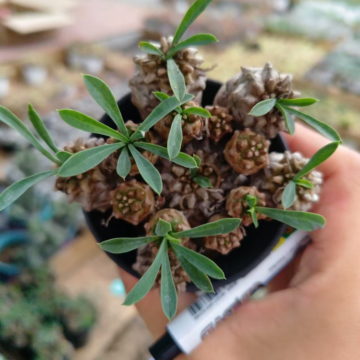 峨眉山多肉块根植物小菠萝盆栽铁甲麒麟大戟科室内办公室