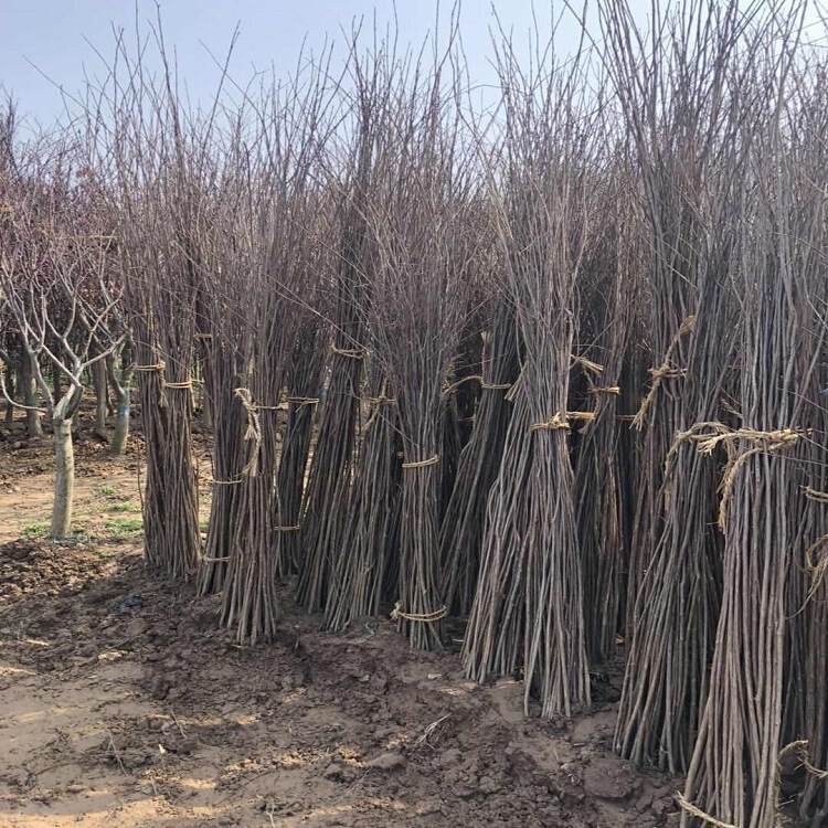Ziziphus Jujuba Seedlings, Small Seedlings, Ziziphus Flower Vase, Fence Wall, Trees, Courtyard Greening, Red Rocket, Hundred-Day Red Tree Saplings