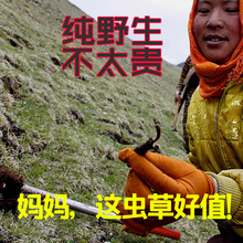 青海正品祁连头期非西藏那曲玉树冬虫夏草自己吃非断草产地礼盒装