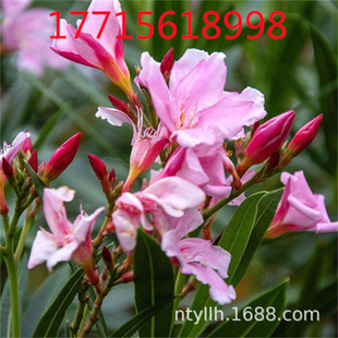 New Salmon Pink Calla Lily Potted Seedlings, Perennial Evergreen Garden Shrubs, Cold-Resistant and Heat-Resistant, Long Flowering Period and Easy to Grow