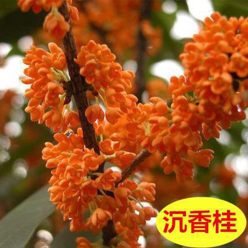 Ароматы османтуса Дерево Саженцы деревьев Привитые саженцы деревьев Четыре сезона Османтус Август Двор Родной Джиндан Тяньсян Тайге Водолей Горшки