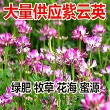 紫云英种子红花籽 绿肥牧可食用花种子籽坪翘摇养蜂蜜