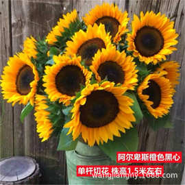向日葵种子一年生观赏食用高产大粒阳台盆栽太阳花种子四季种易活