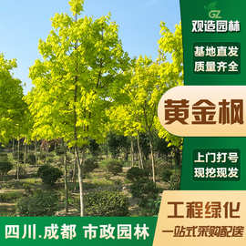 普林斯顿枫四川小区园林绿化树苗金叶挪威槭红枫赤枫苗木风景树苗