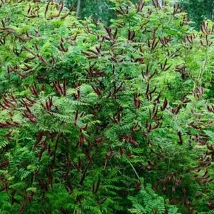 Purple Spike Locust Net Seed Landscaping Shrub Slope Protection Seed