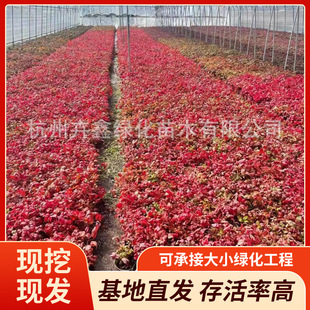 Manufacturer Supplies Flame Nandina Hongyun Bay Jade Red Dwarf Phantom Nandina Base Wholesale