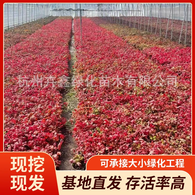 Производитель поставляет пламя нандины Hongyun Bay Jade Red Dwarf Phantom Nandina оптом