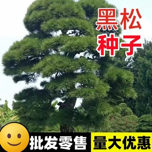 ���ɘ�N���ͺ��ͺ���ľ��N�������ļ��������ձ����ɷN�ӾG��