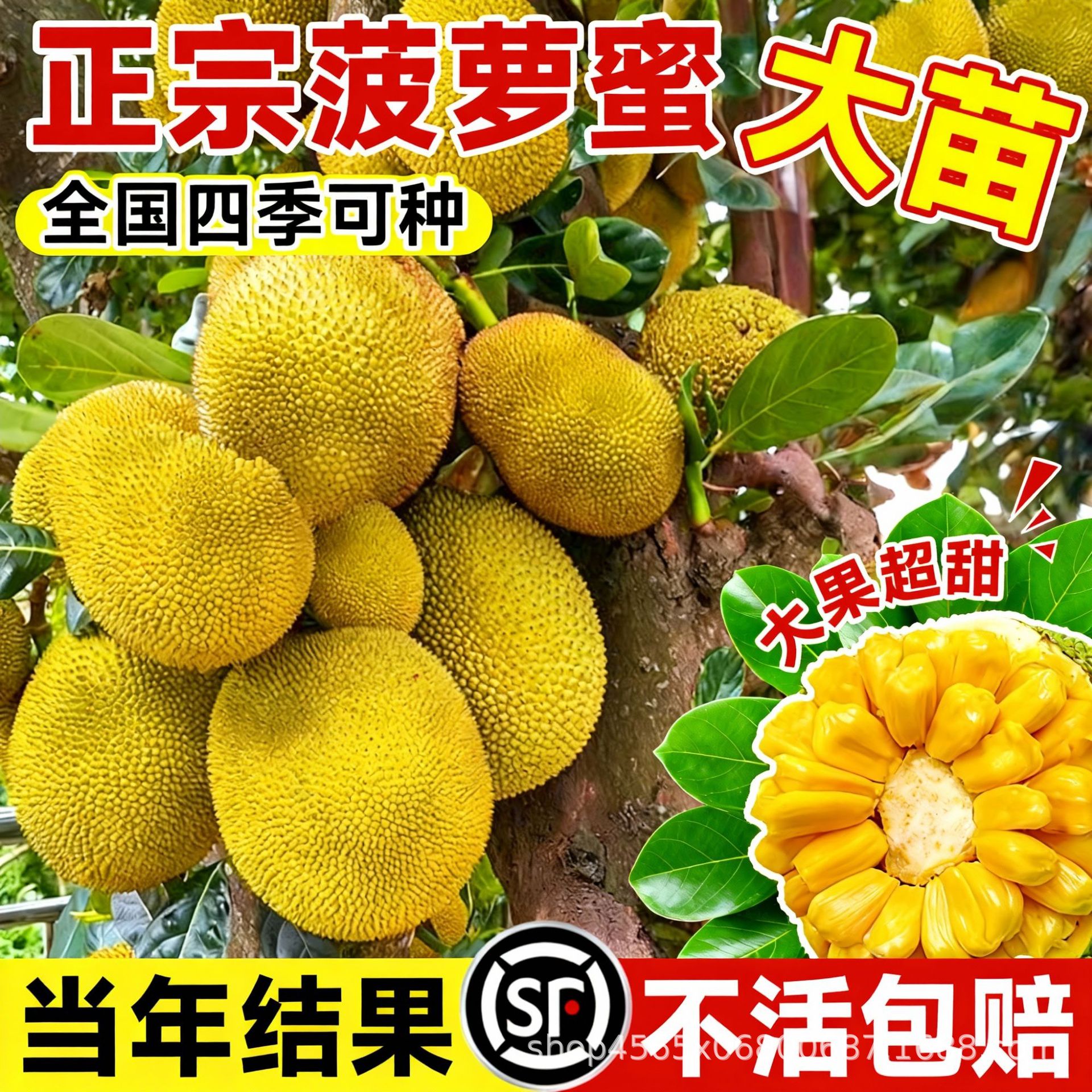 菠萝蜜树树苗嫁接果树果苗榴莲蜜木菠萝蜜当年结果盆栽四季水果苗